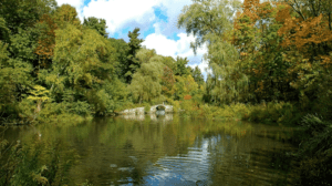 Trees and a pond in High Park.