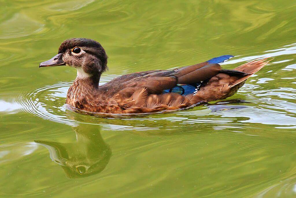 A duck at High Park.